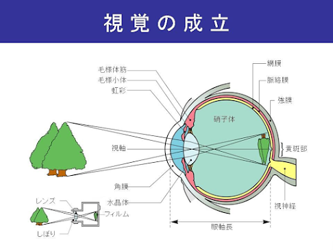 白内障の治療 | 善行すずき眼科